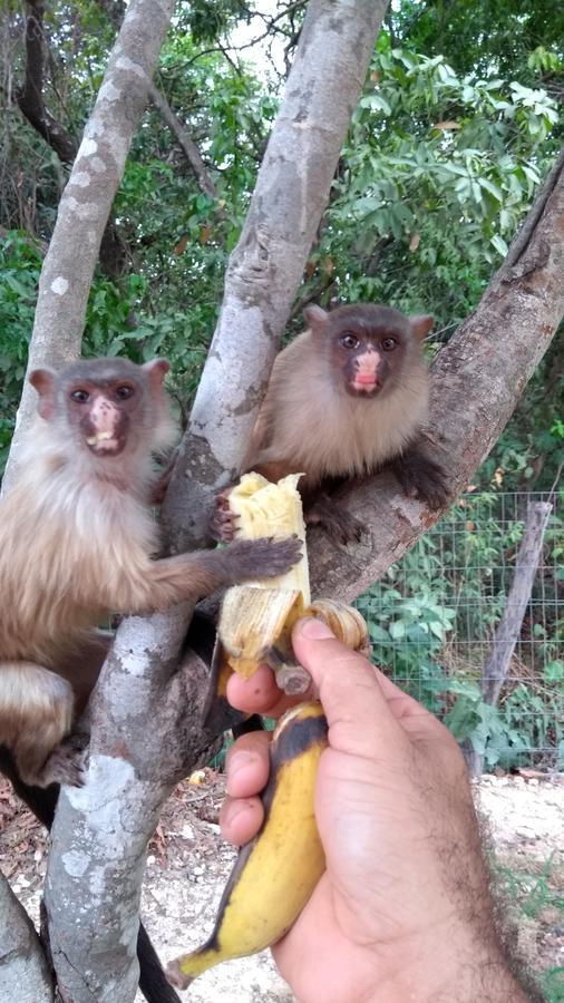 Chacara Pousada Sagui Куяба Екстер'єр фото